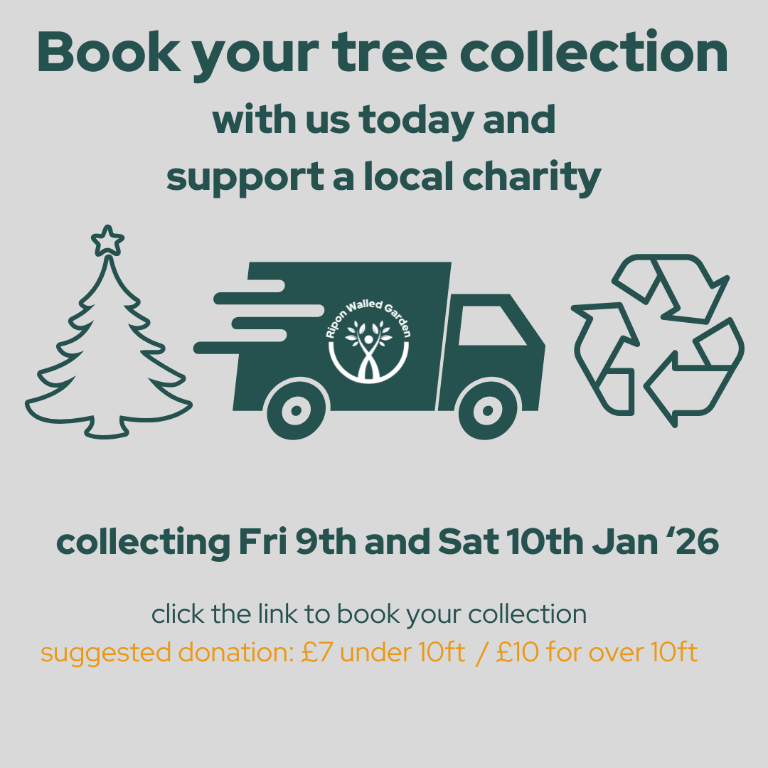 Book your tree collection today (Instagram Post) (3)
