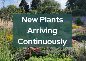 Copy of We will shortly be processing these trees due to Ash die back disease DO NOT ENTER